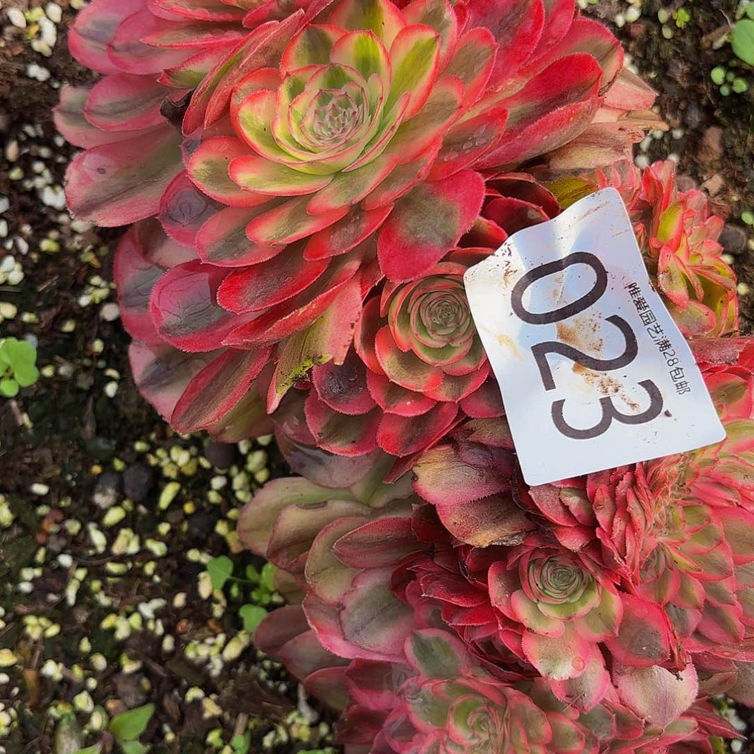 多肉植物福利023