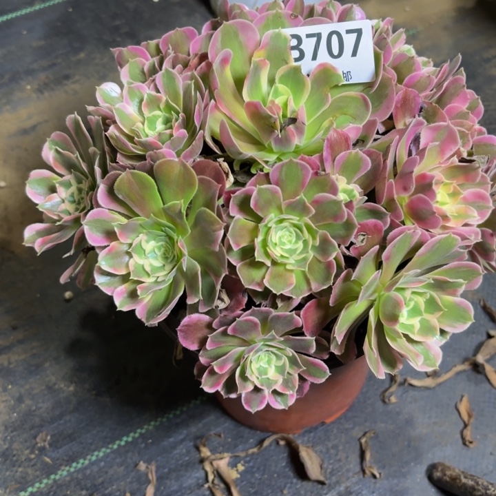 瑞妈，，，。。。707。皇后，