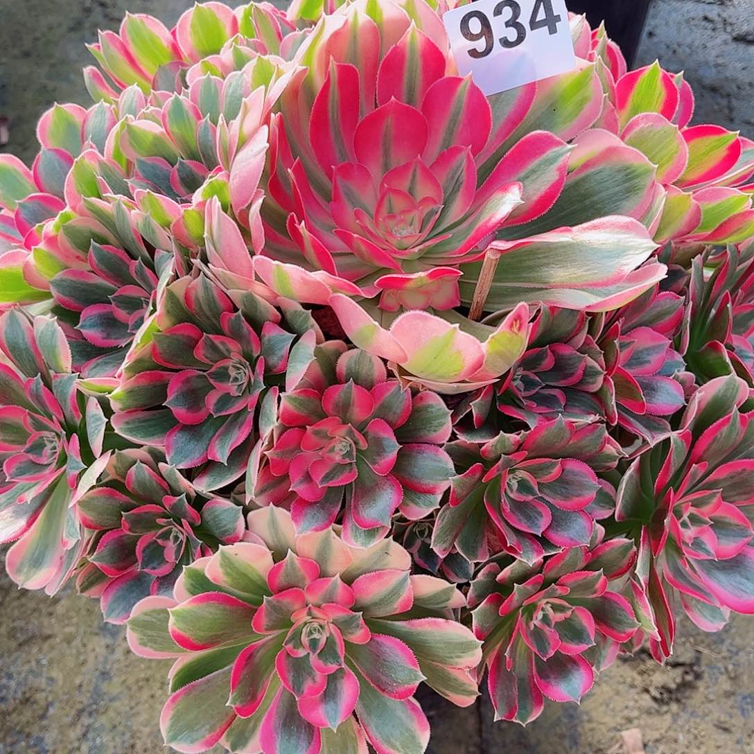 无花朵用****月多肉植物花样年华934