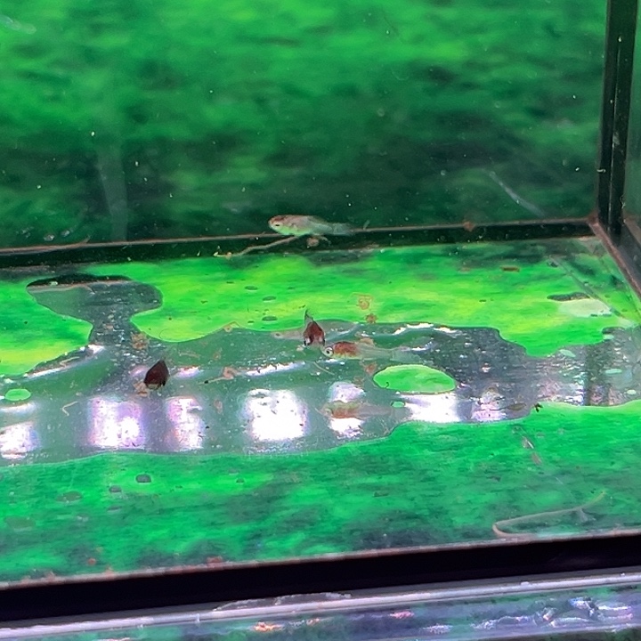 孔雀鱼精品泰系红头马苗5条