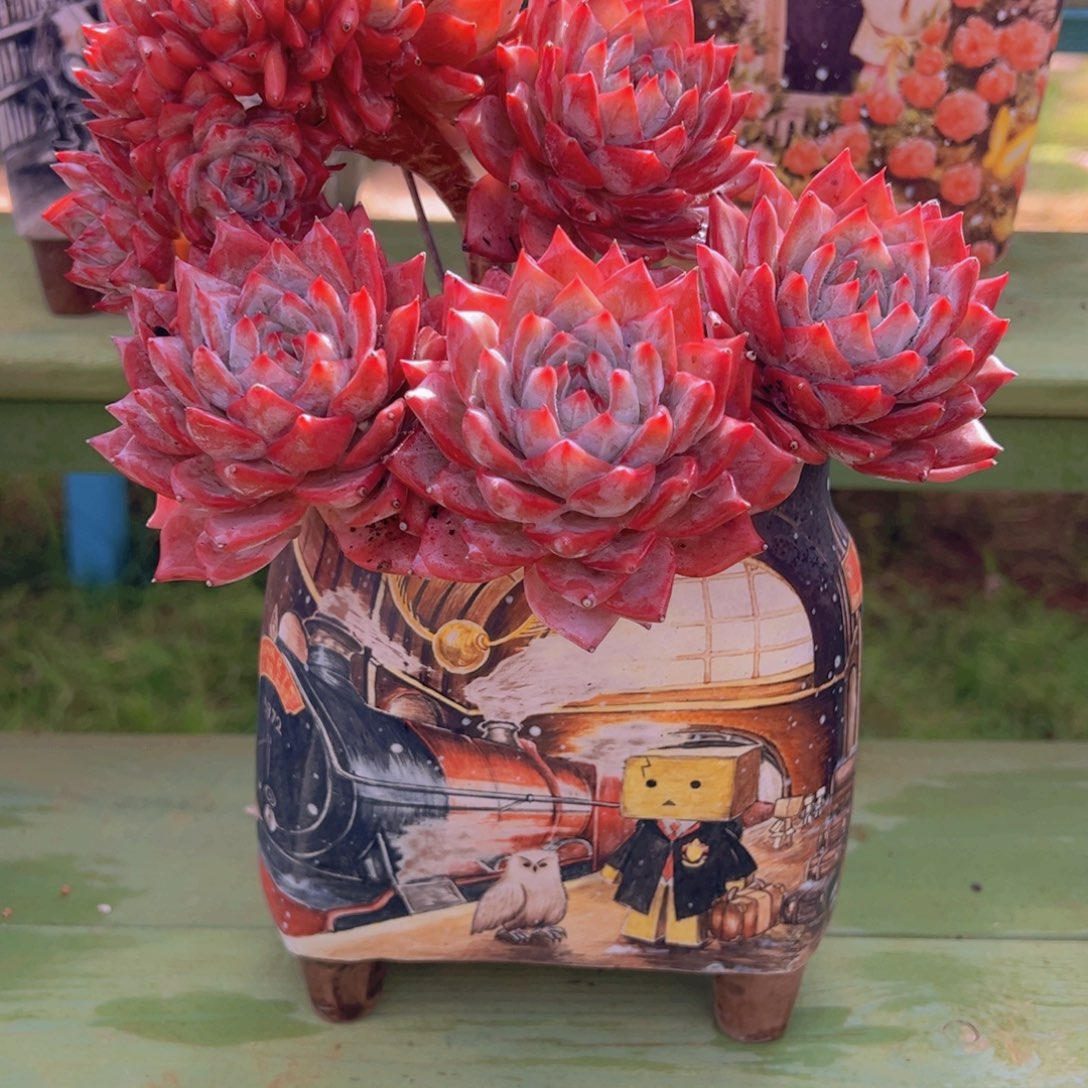 一物一拍多肉植物