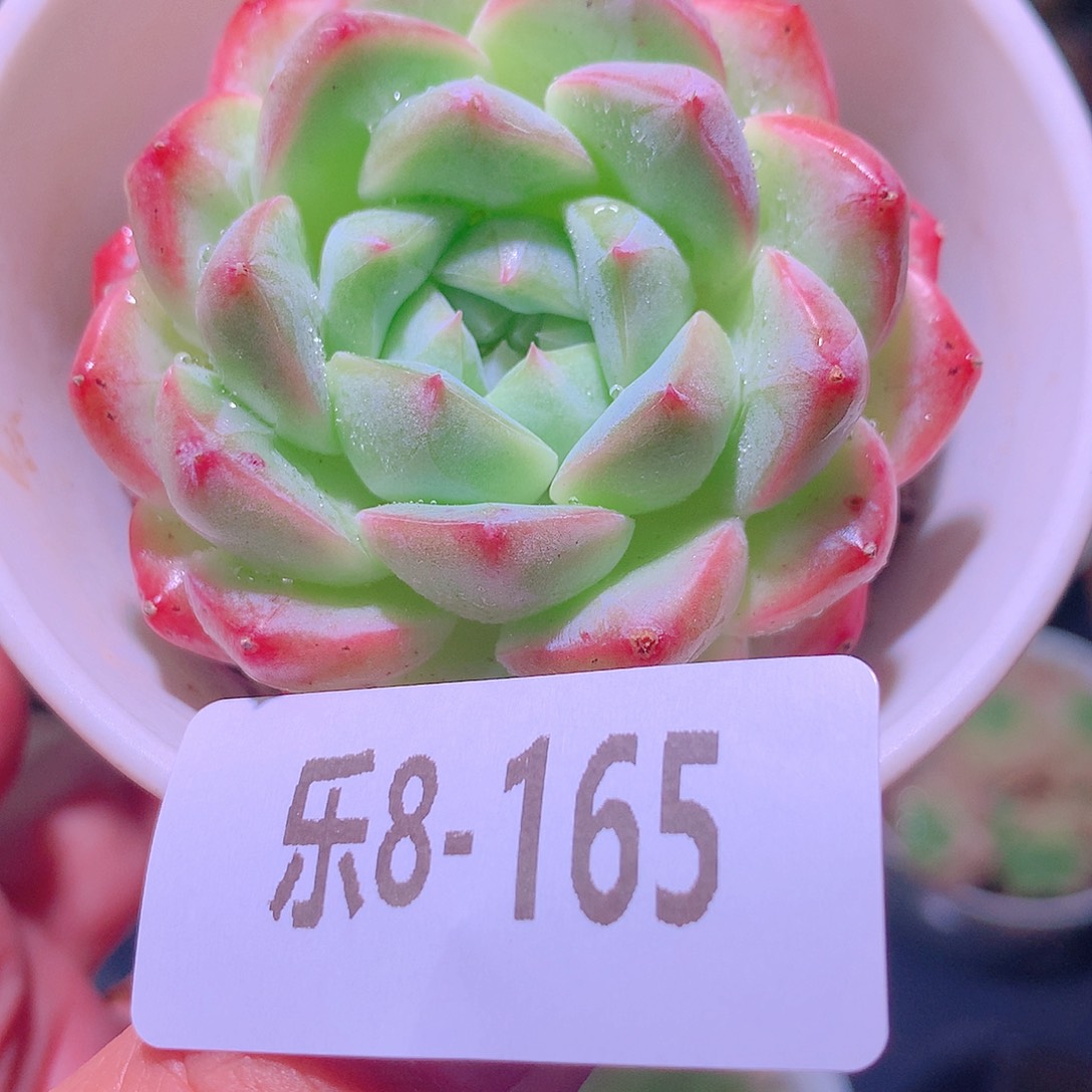 乐然8-165 白桃汽水 