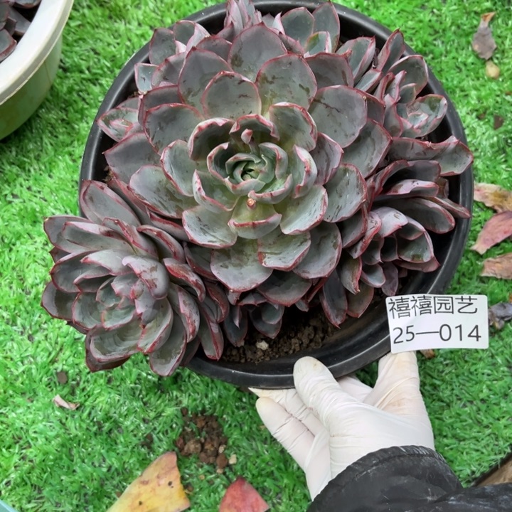 美**遇25-014赫拉群多肉植物