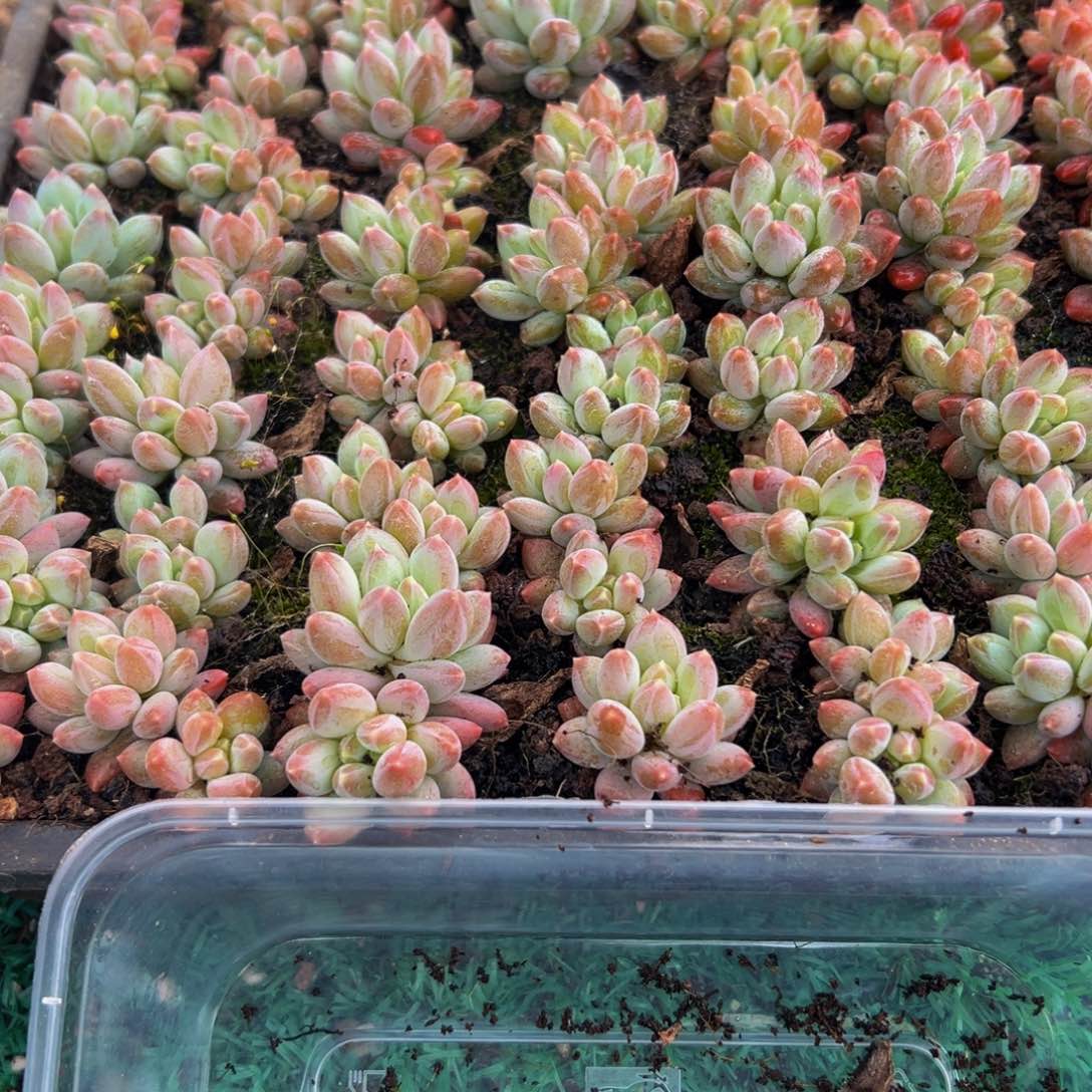 10棵天使之痕多肉植物
