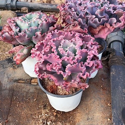 妙***?7 号包菜系列 3棵