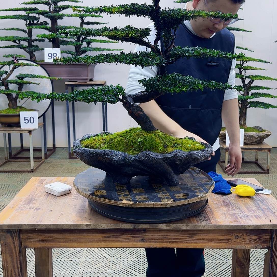 落***无花朵珍珠红芽罗汉松造型盆景