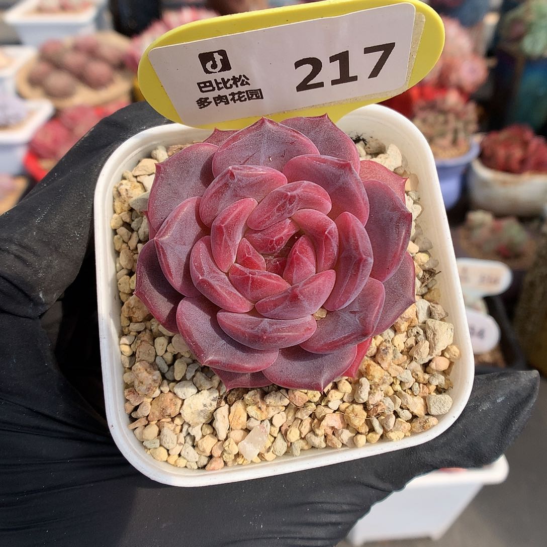 217 紫皮琥珀多肉