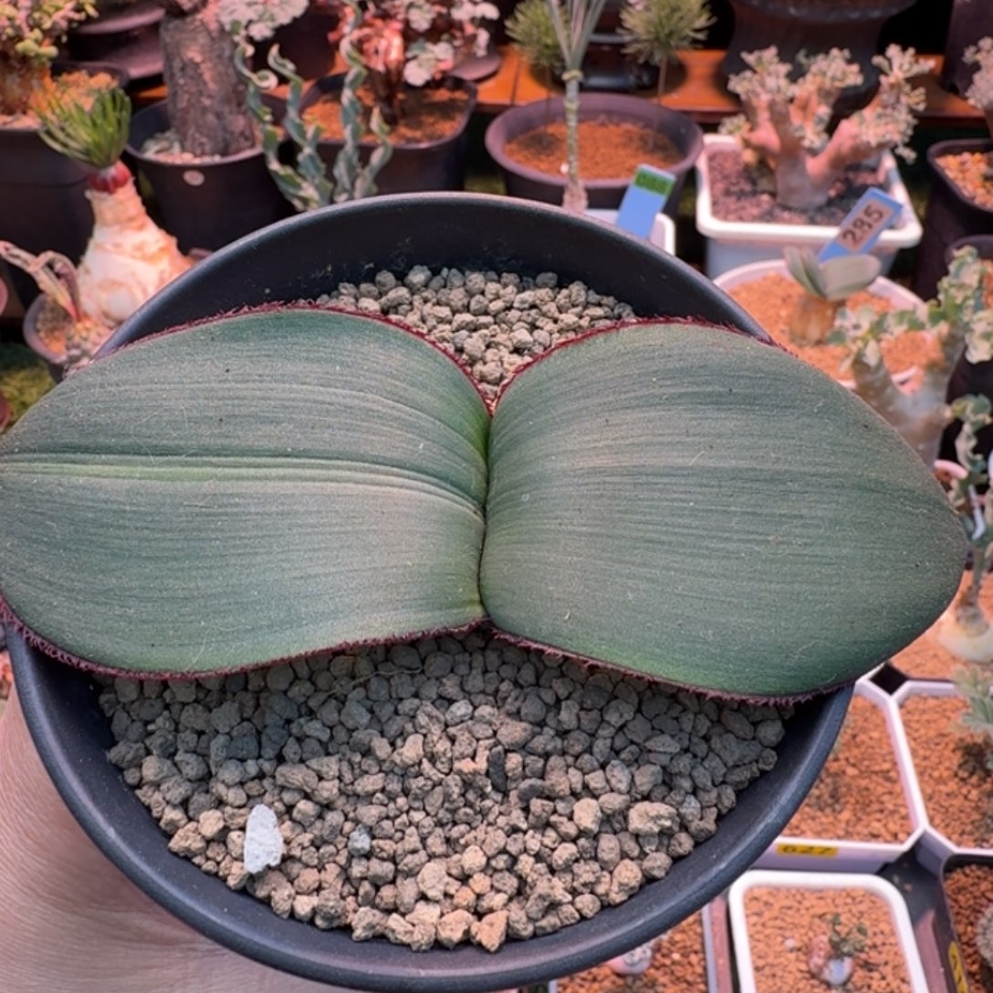 阔叶雪莲642 仙人球