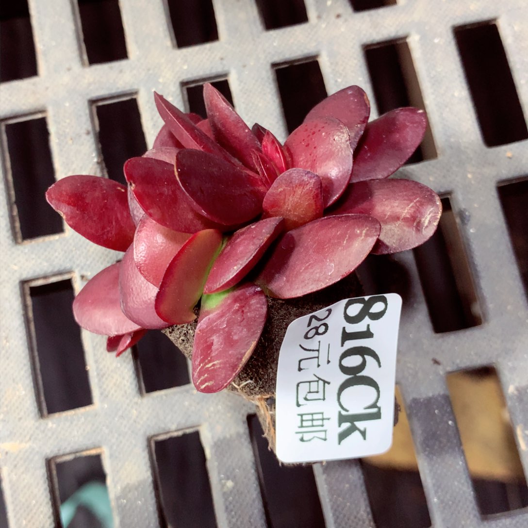 5厘米盆精控多肉816