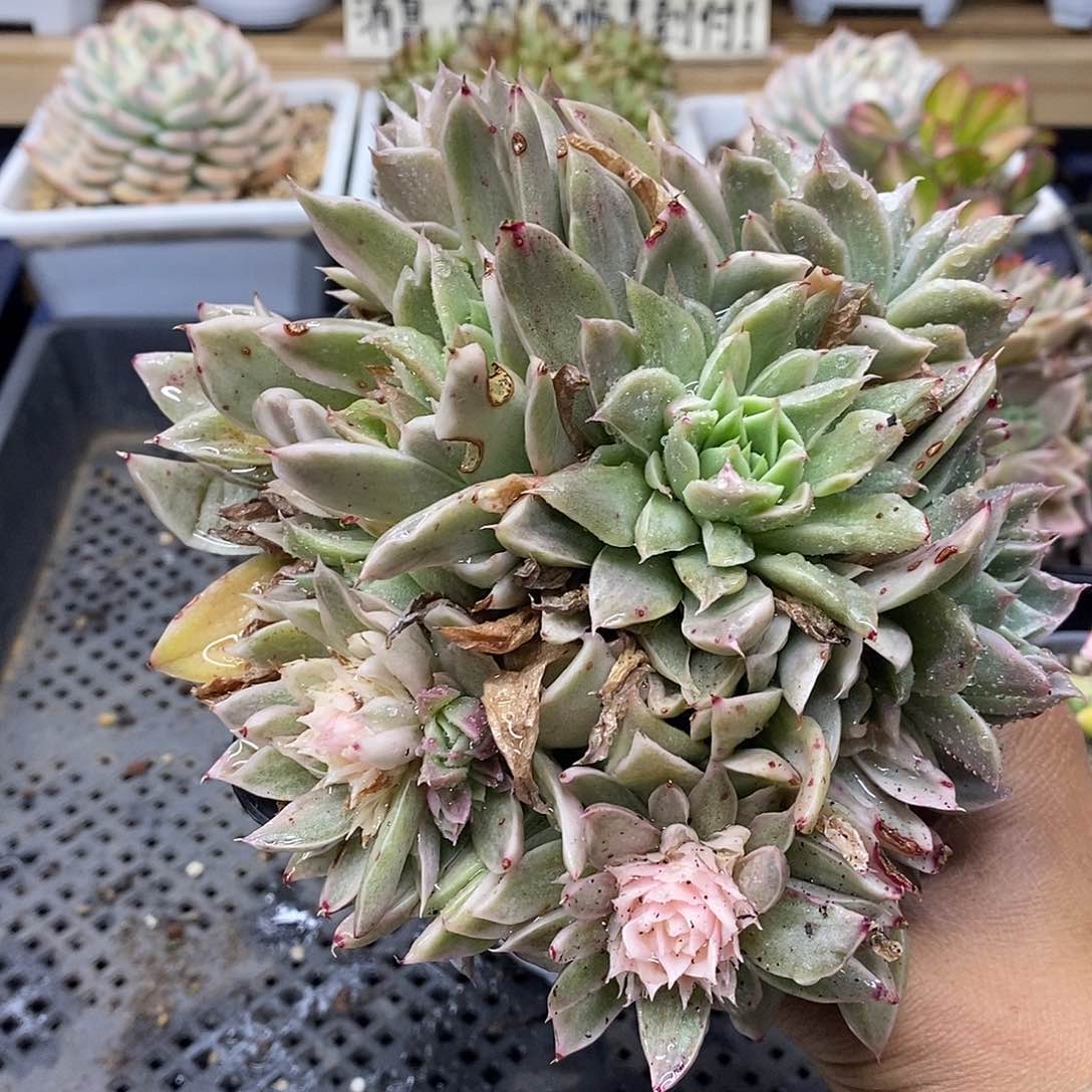 28166 海胆麦秆锦群