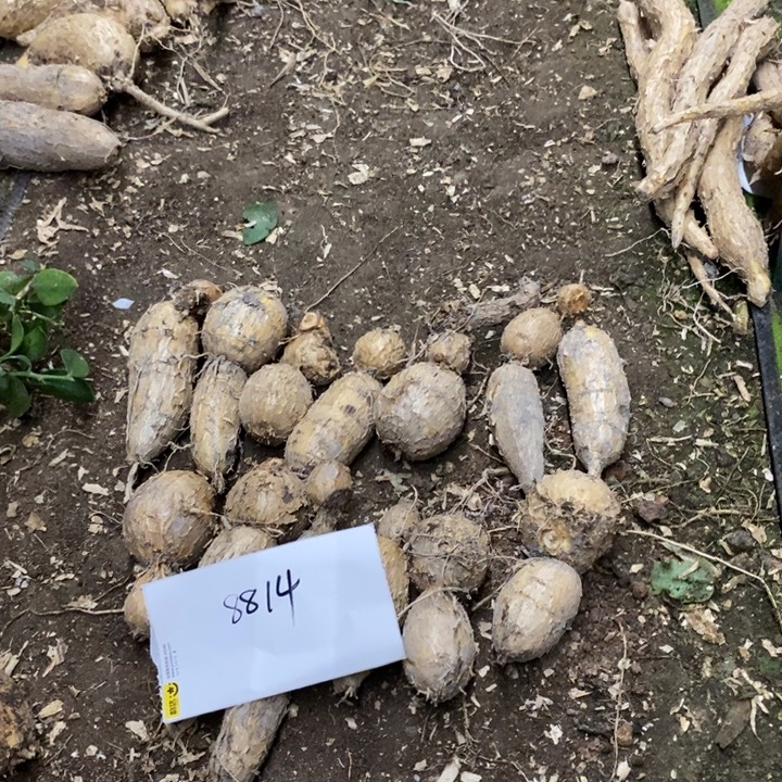 w***狂完全开放8814。 13个