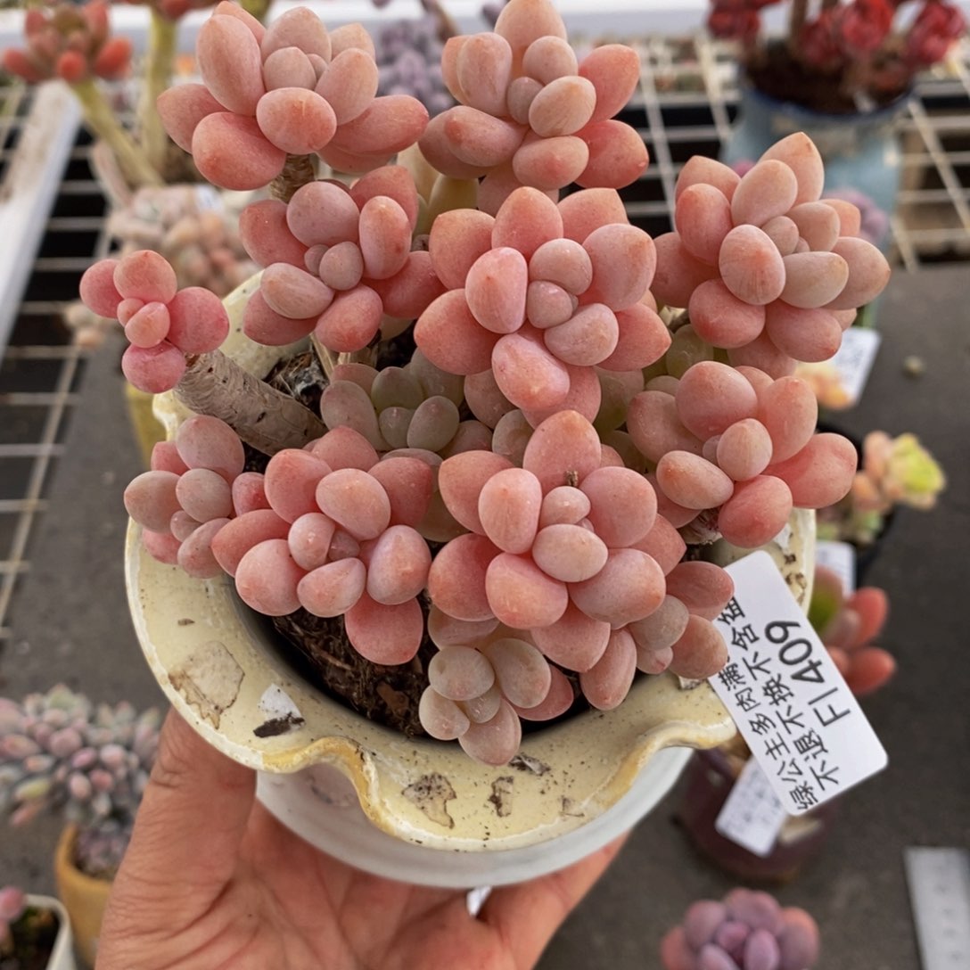 鱼子酱409/10cm多肉