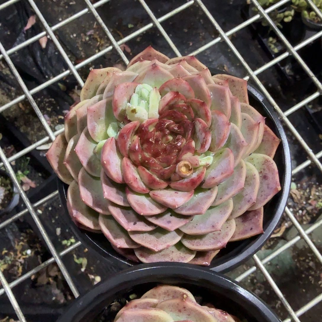 天鹅绒单头多肉植物