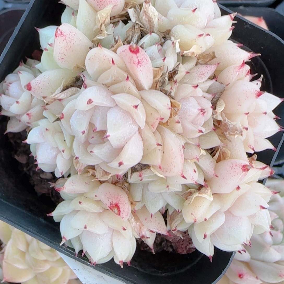 夏***甜花语多肉1228-448散