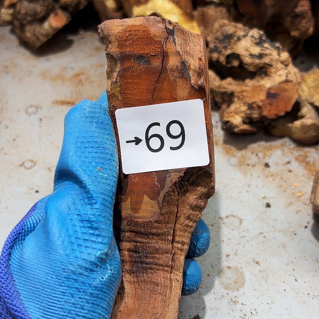 香榧木一*树火琉璃……火琉璃