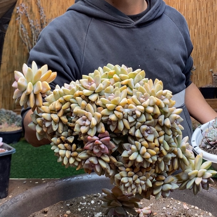 张***涨277号淡雪多肉植物