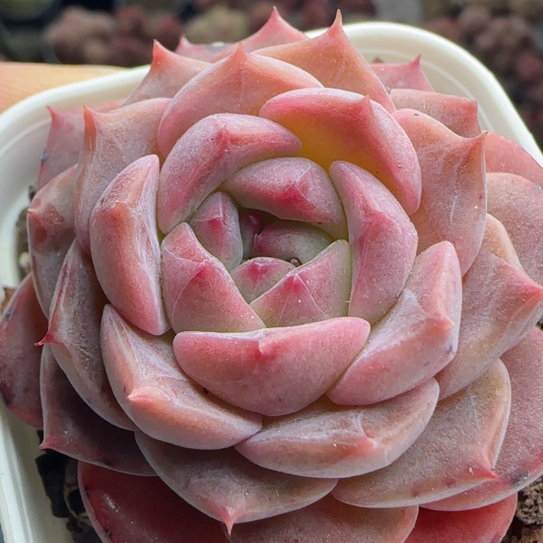 花语逸镜0226-566