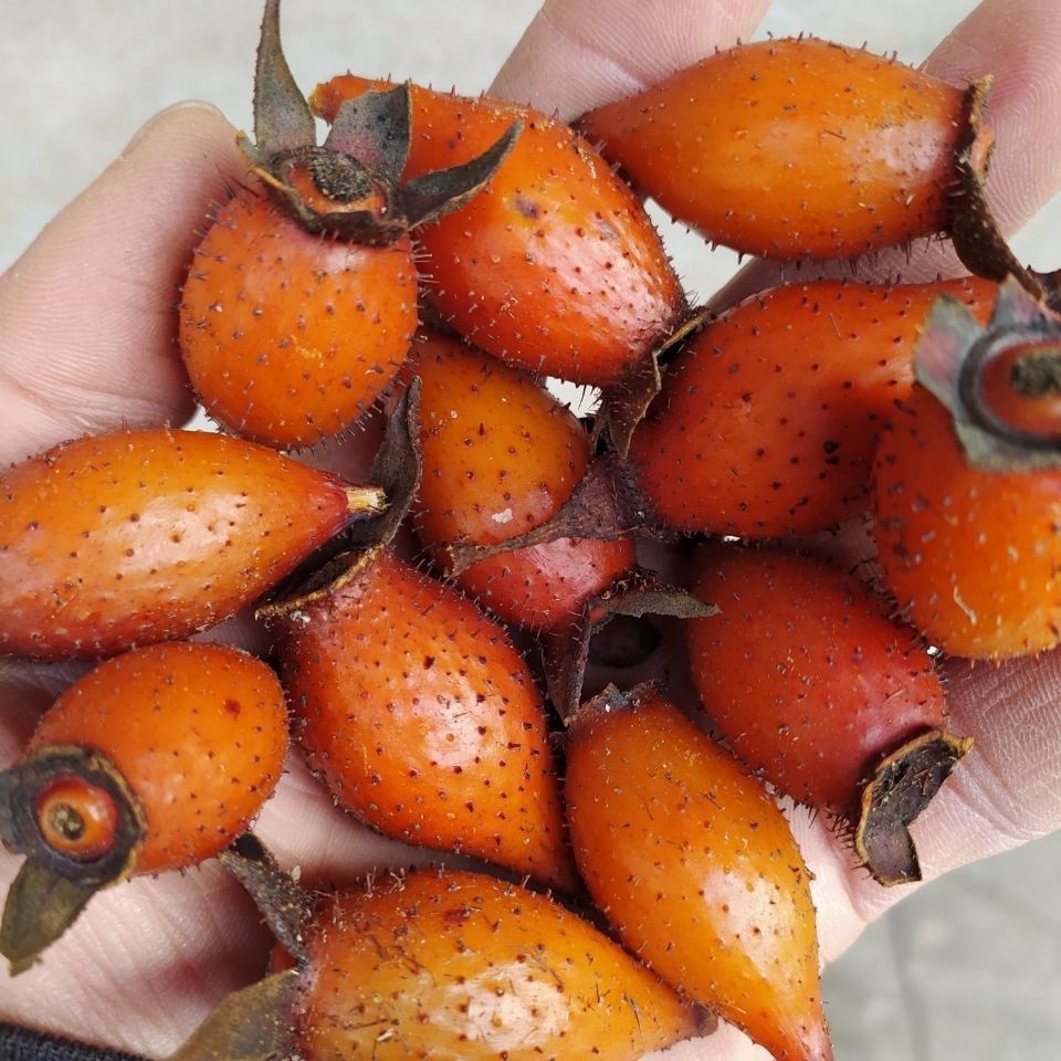 新鲜现摘金樱子野生鲜果刺梨子干红果糖罐子散装非去籽金英子