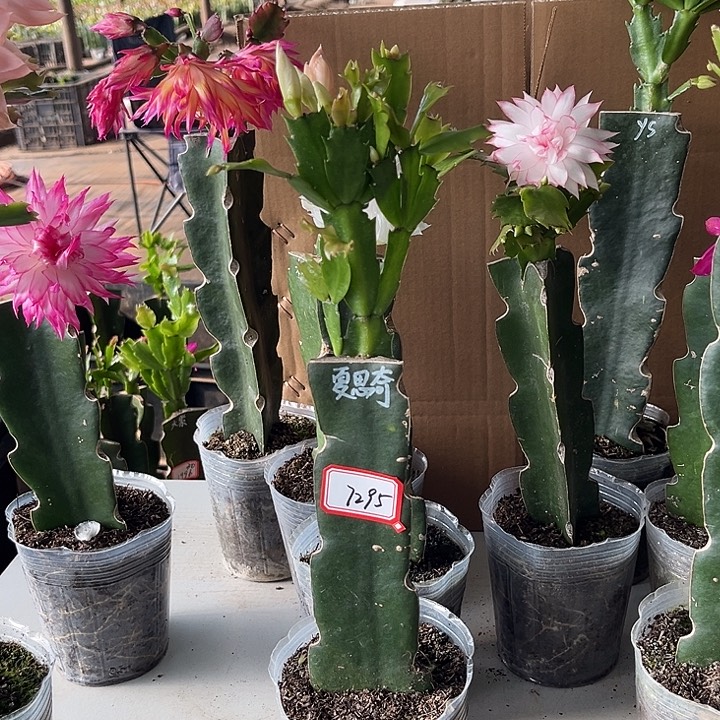 一****当前无花朵，栽培后可花朵夏思琪