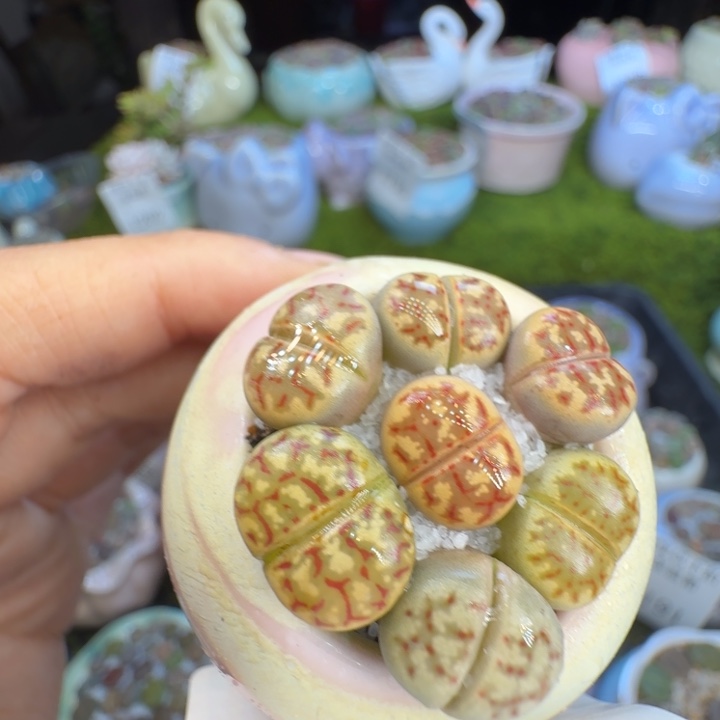 L***࿐多肉植物开播福利冲1203