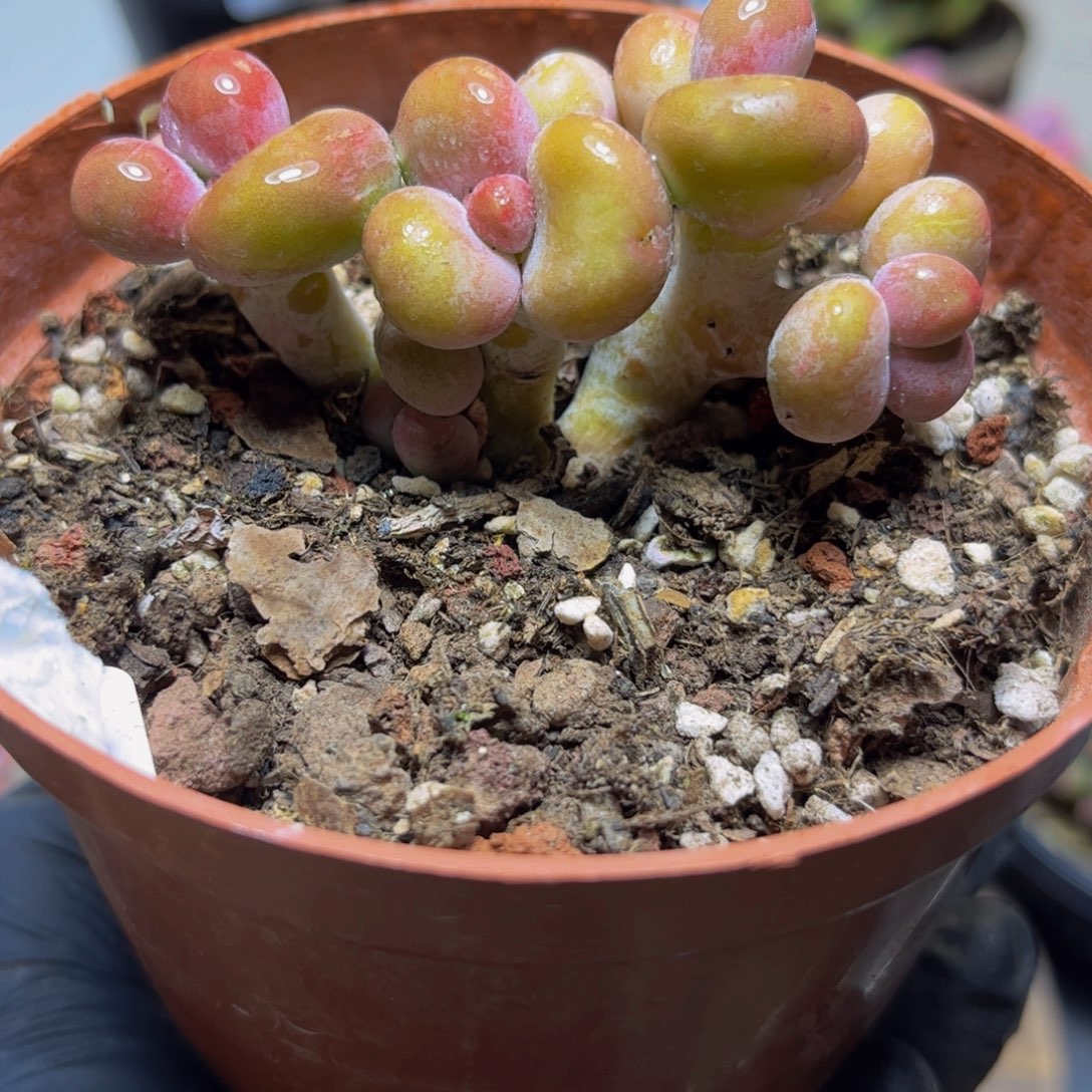 257KK奶酪7厘米多肉