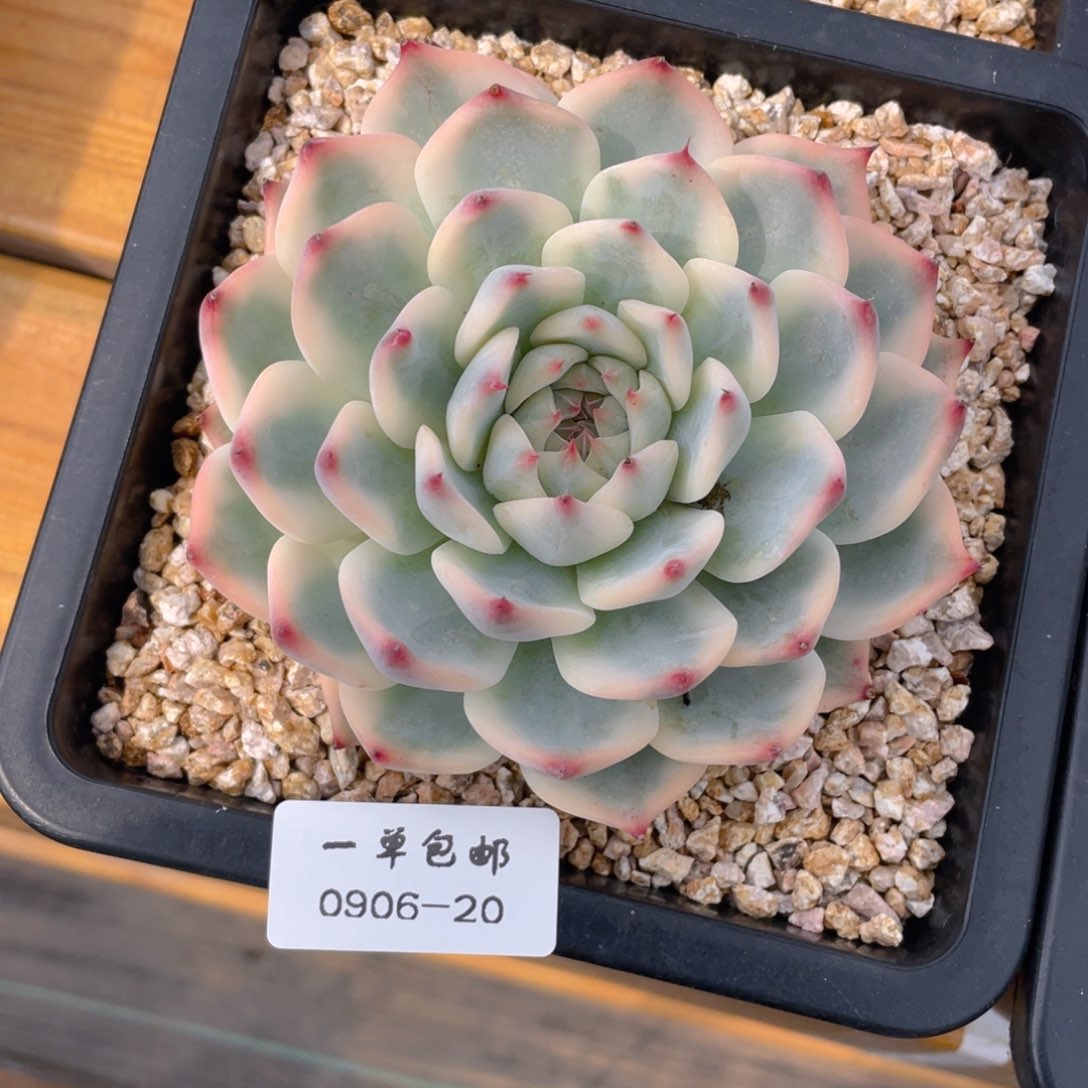 0906-20-吉娃娃锦。。。。。
