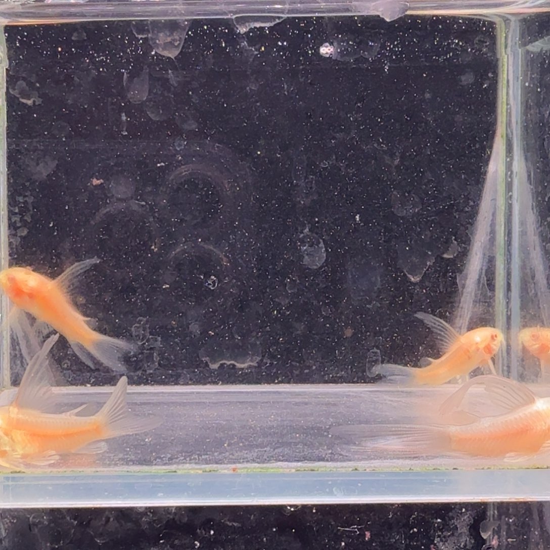 海水鱼白鼠6条鼠鱼