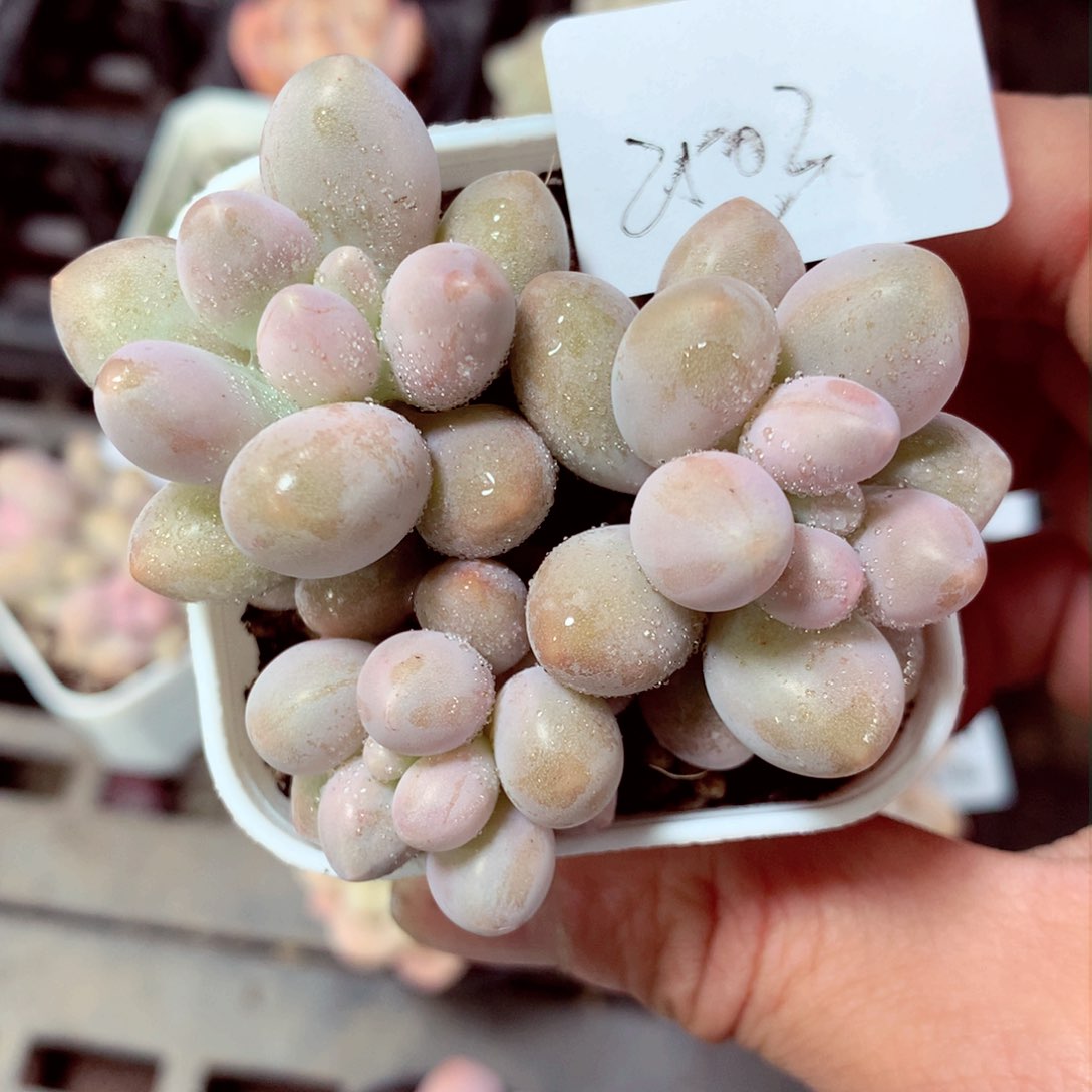 5厘米盆精控多肉2503