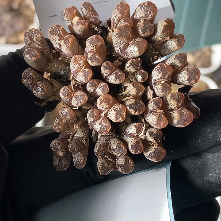 桃喜花园0205-110蝴蝶勋章