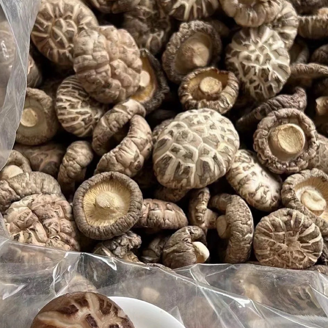 厚肉香菇 汕尾海陆丰特产