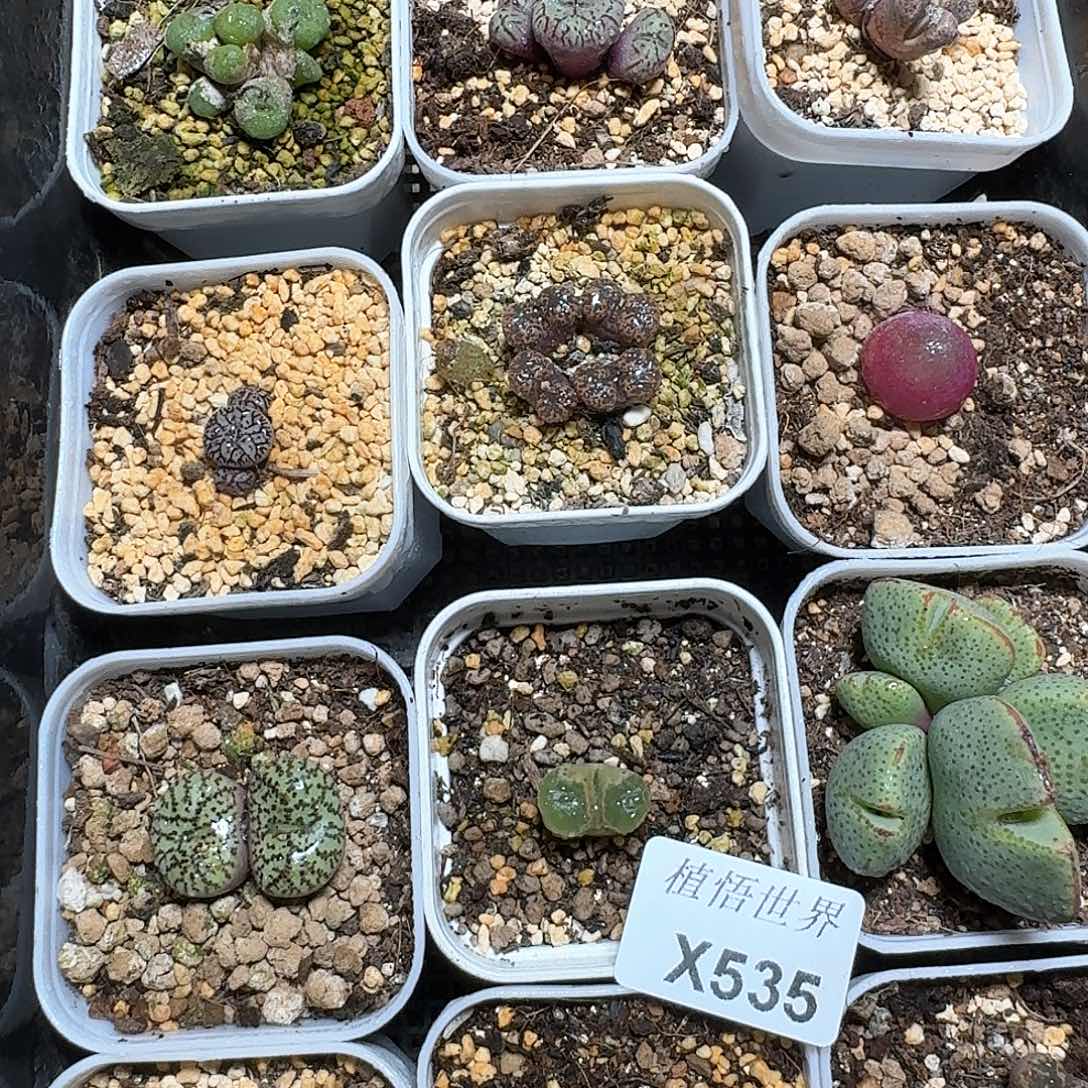 535盒多肉植物哇哦v
