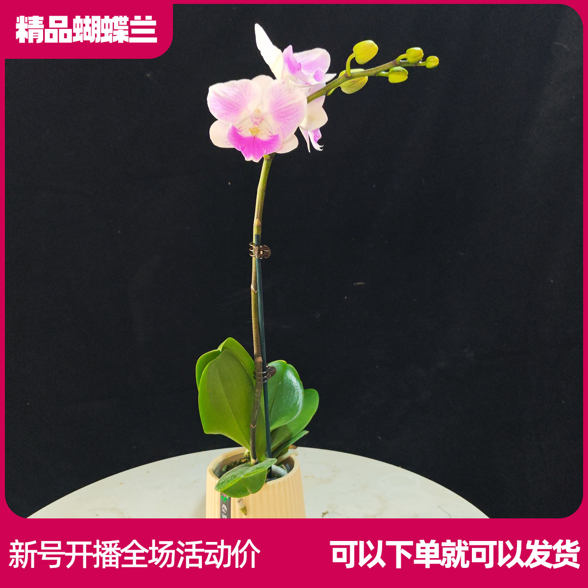 【小摩登B01】任意两颗包邮 只拍一颗默认【发苗】