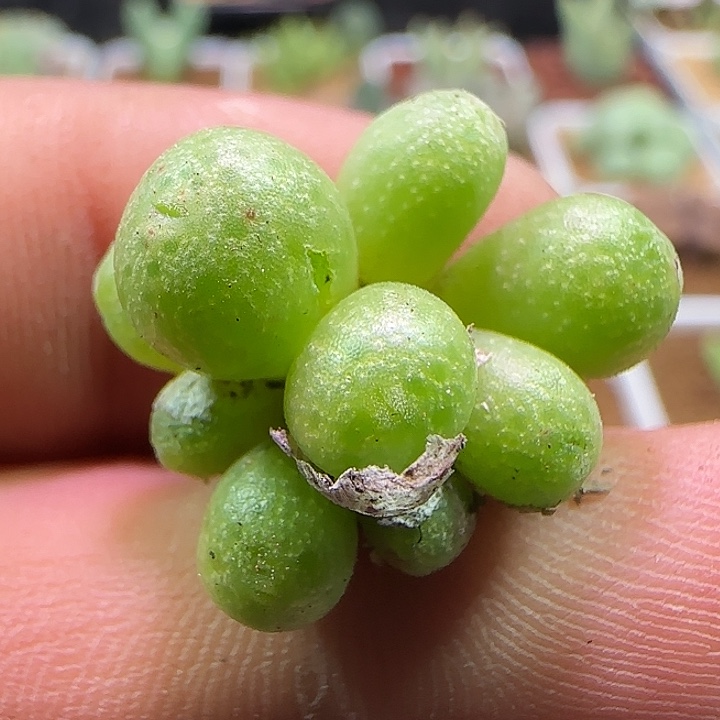 开播福利来啦。 487