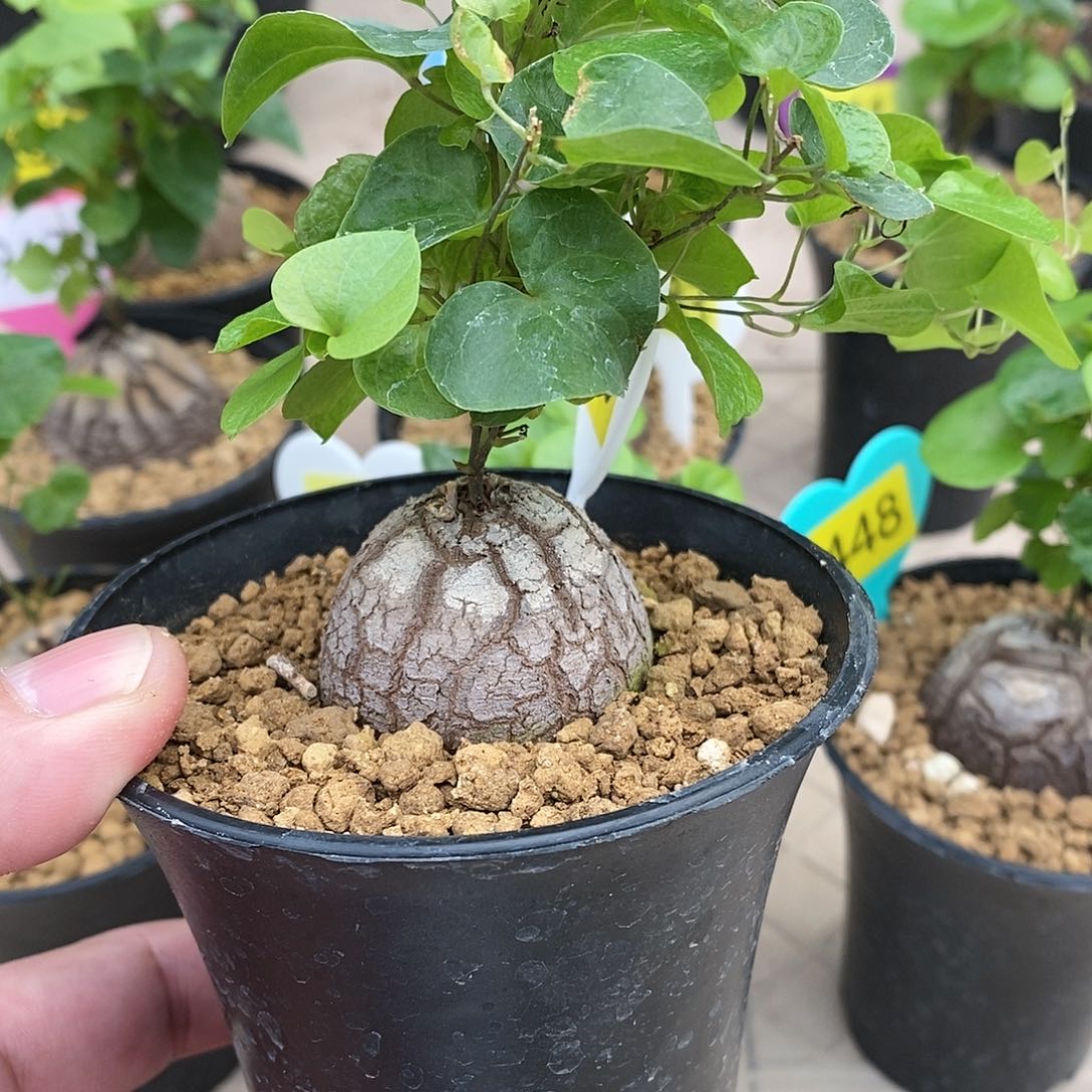 南非龟甲龙龟甲龙