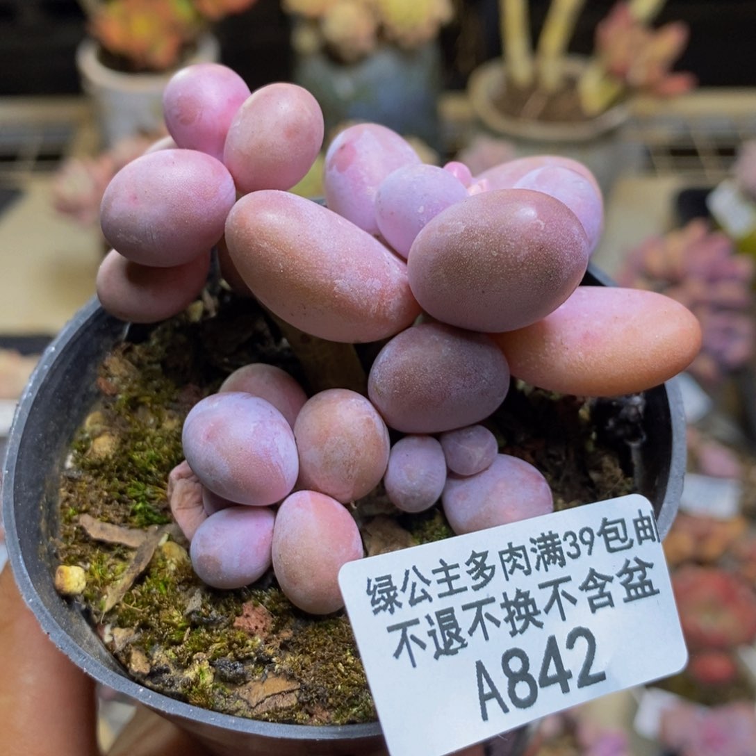 842芭比奶多肉7c m