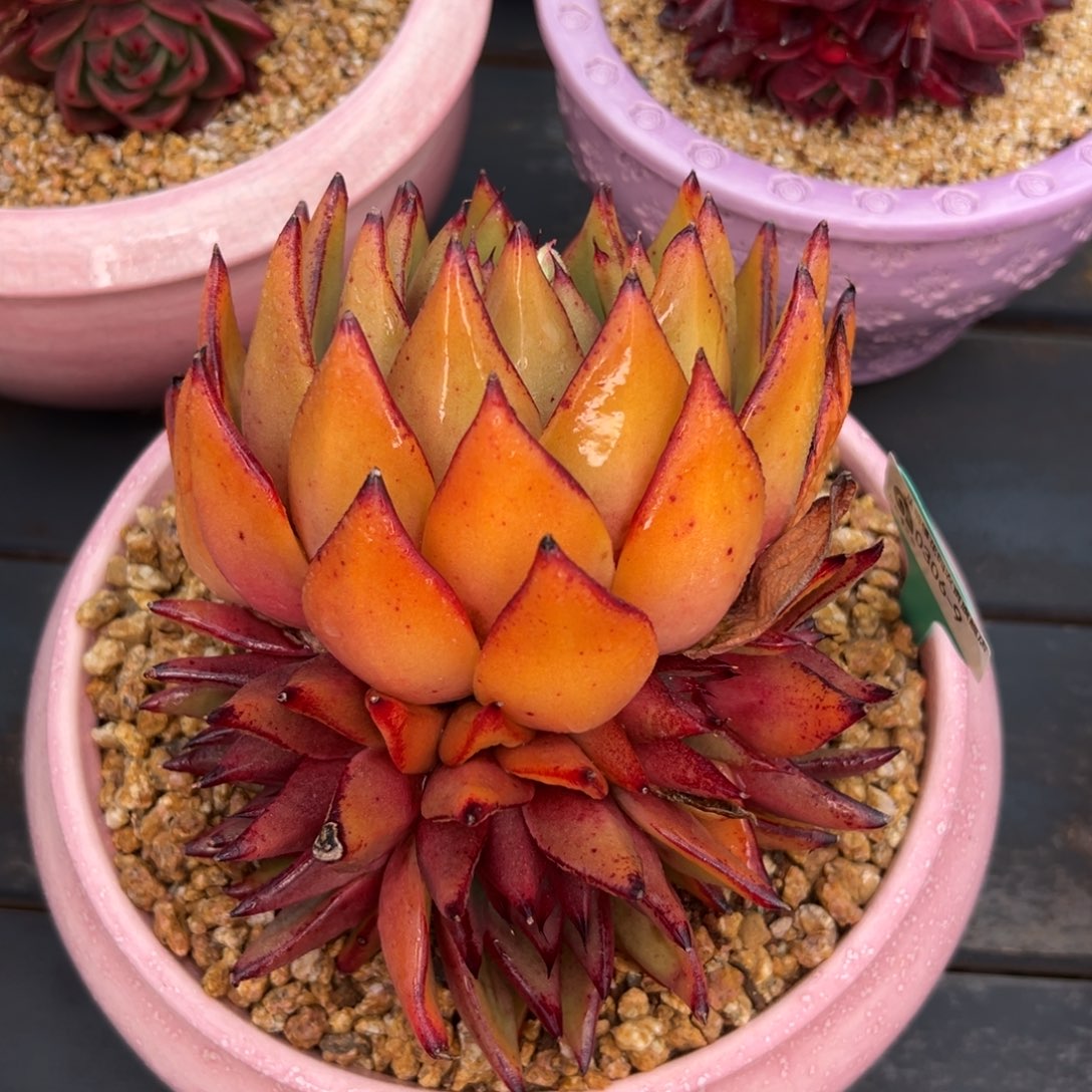 多肉一物一拍0306-9