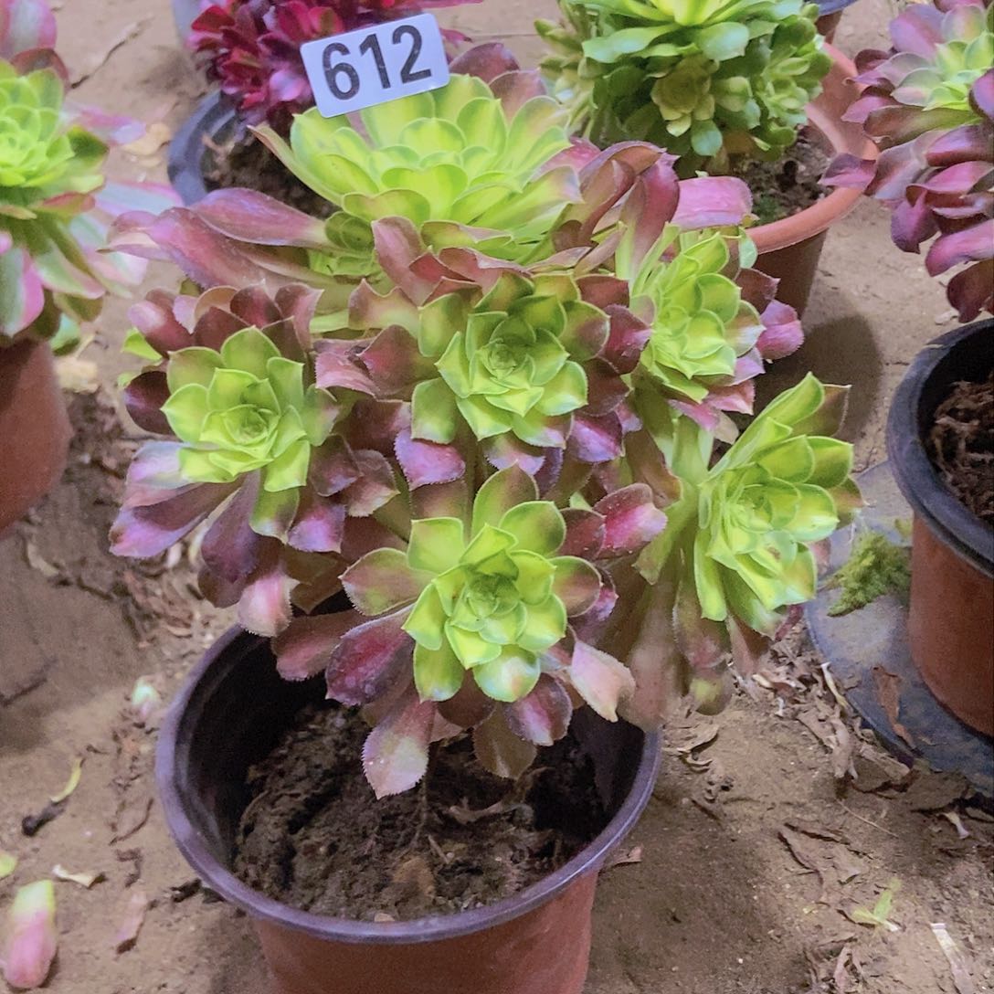 612韶华老庄手捧朵朵特价