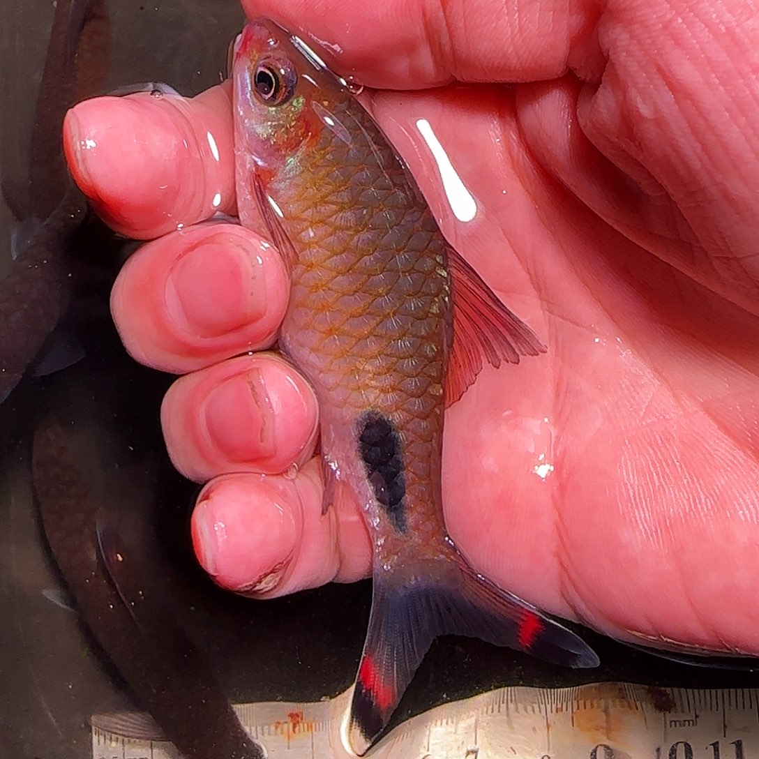 灯科鱼红杂222222