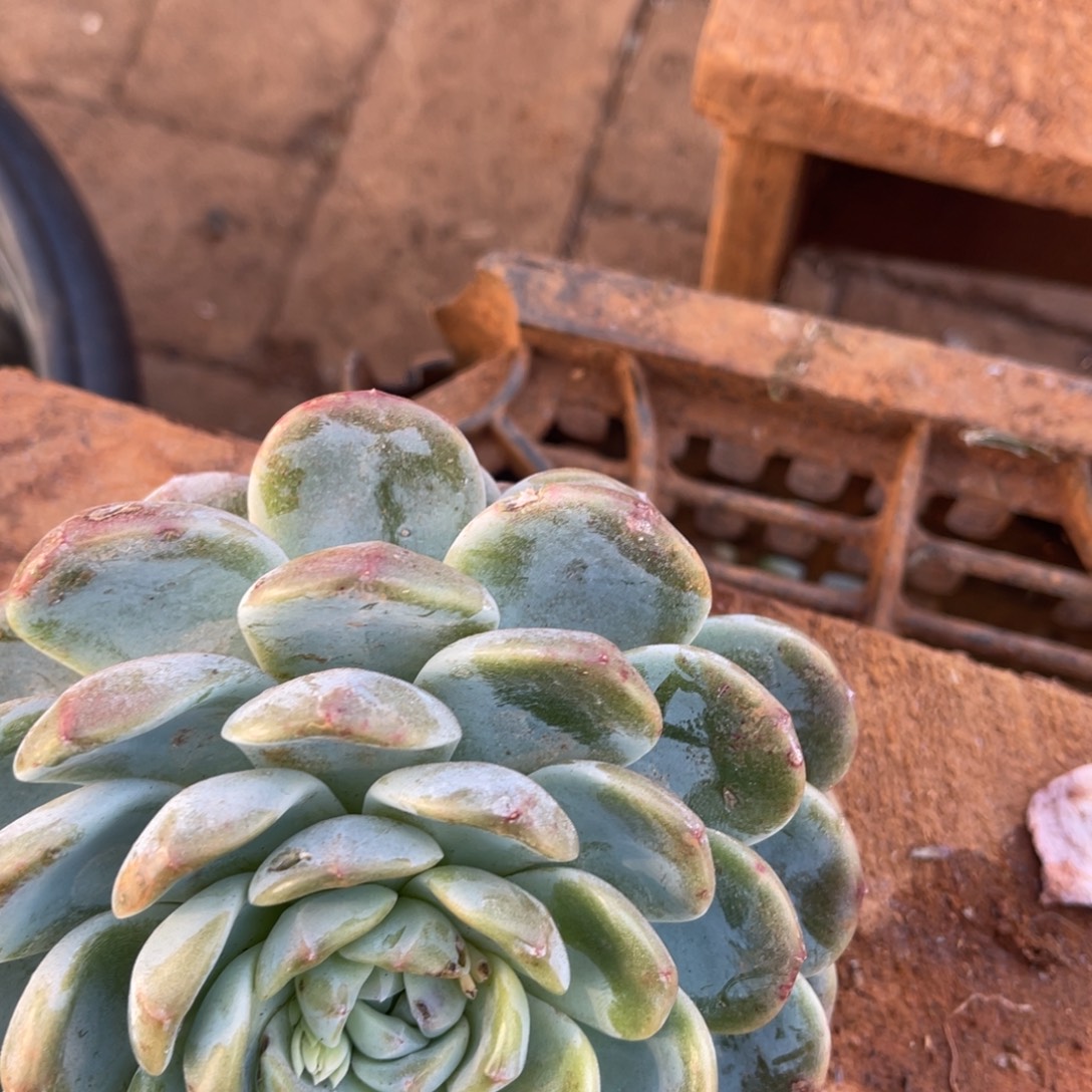 *****十级福利整装无砍