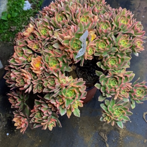 甜茶多肉植物4033