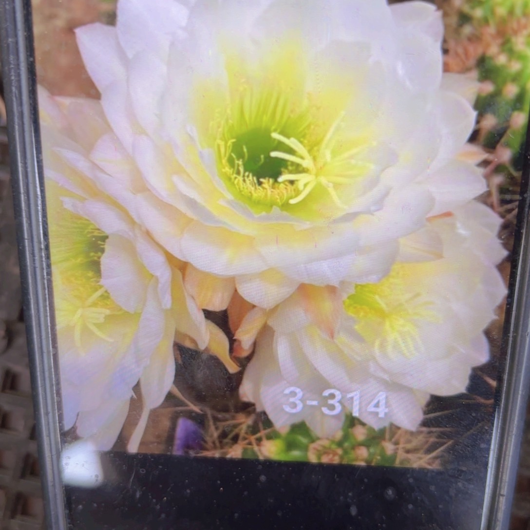 3-314毛侧牙20包邮仙人球12