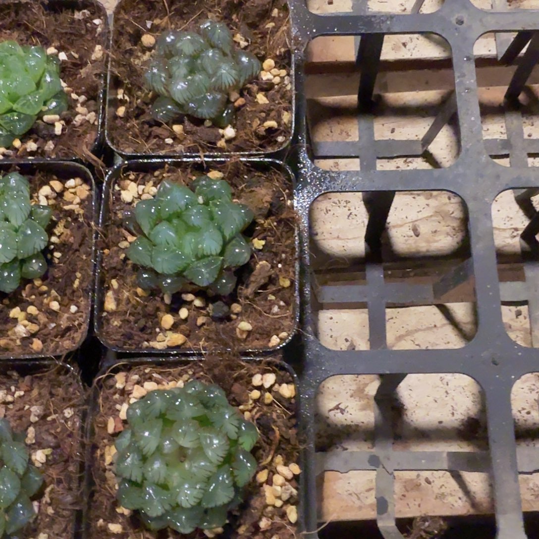 直播福利一物一拍06