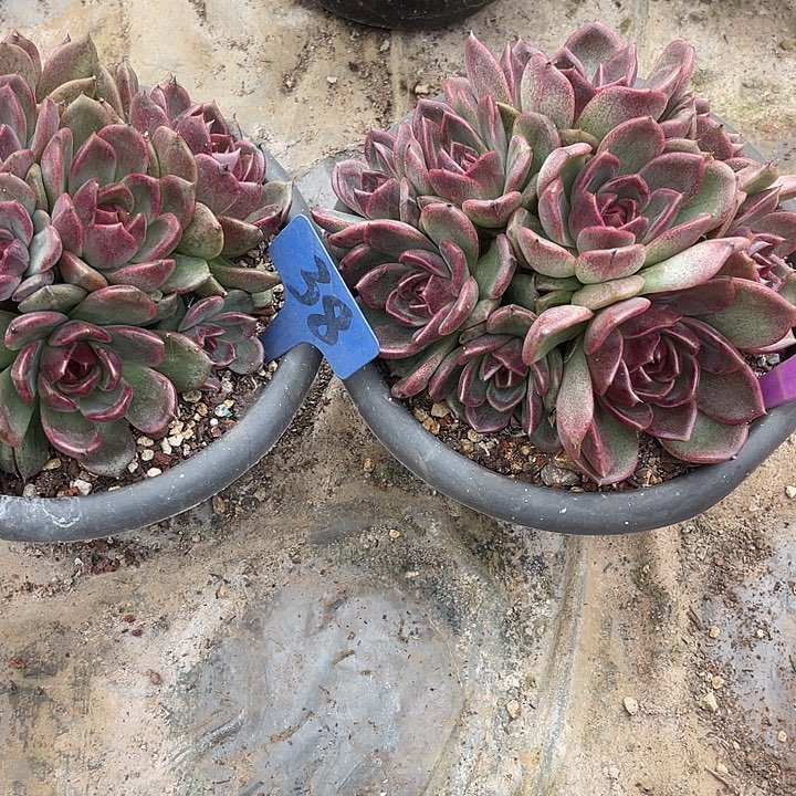 阡***尘两单包邮，一物一拍38,63