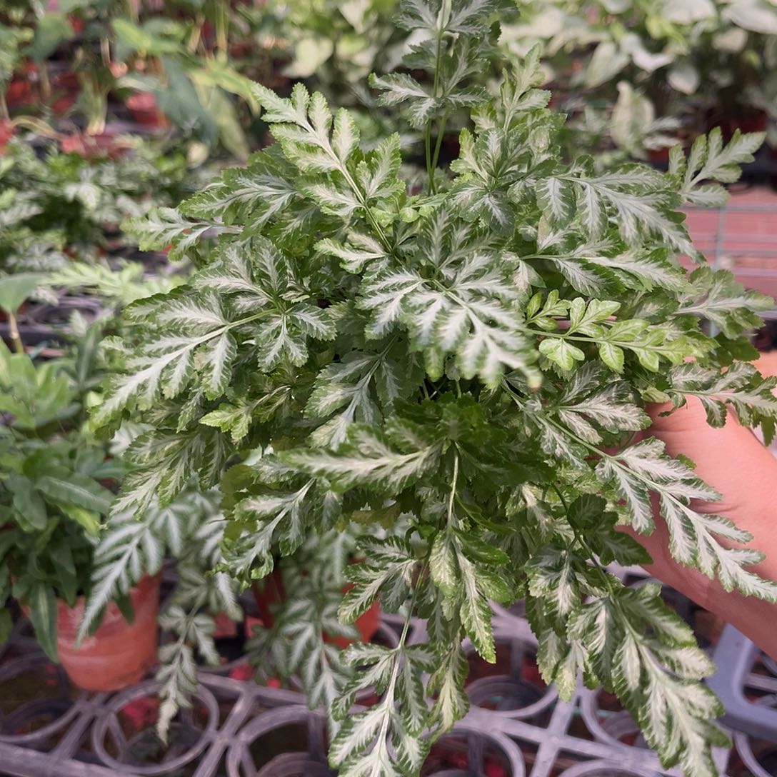 完全开放904 夏雪银线蕨