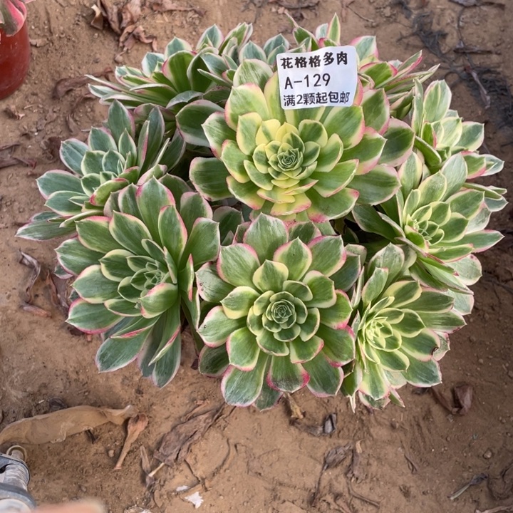 129海王多肉小洋洋