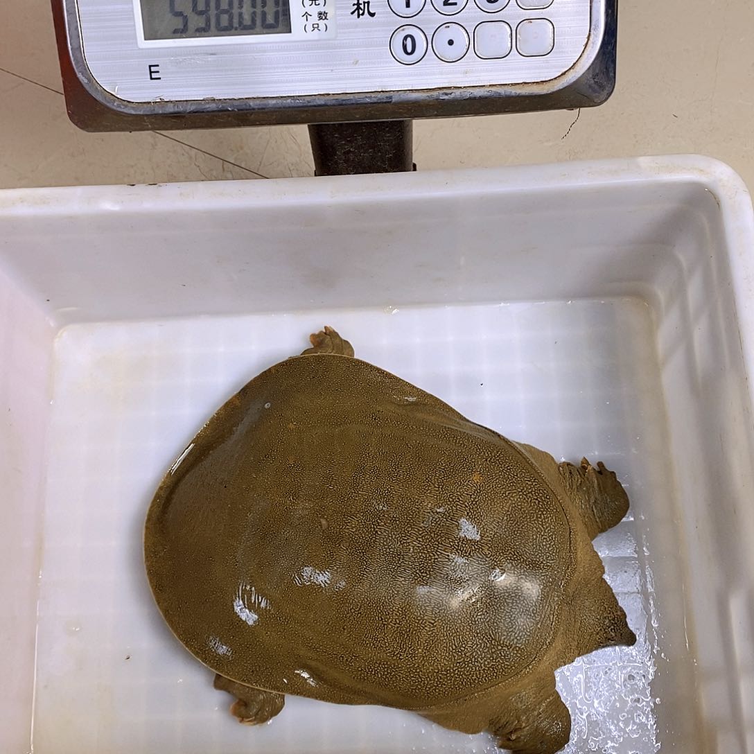 中国大陆野生甲鱼包邮