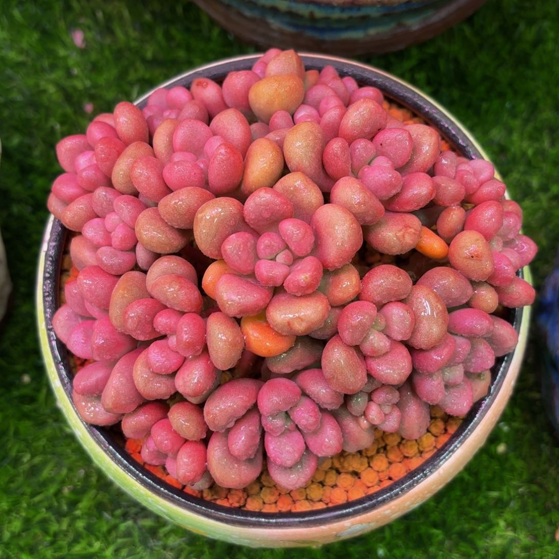先锋派，多肉植物