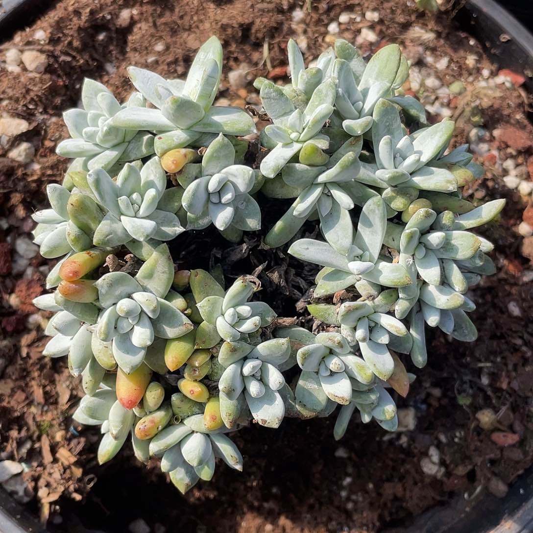 法豆老桩多头11934