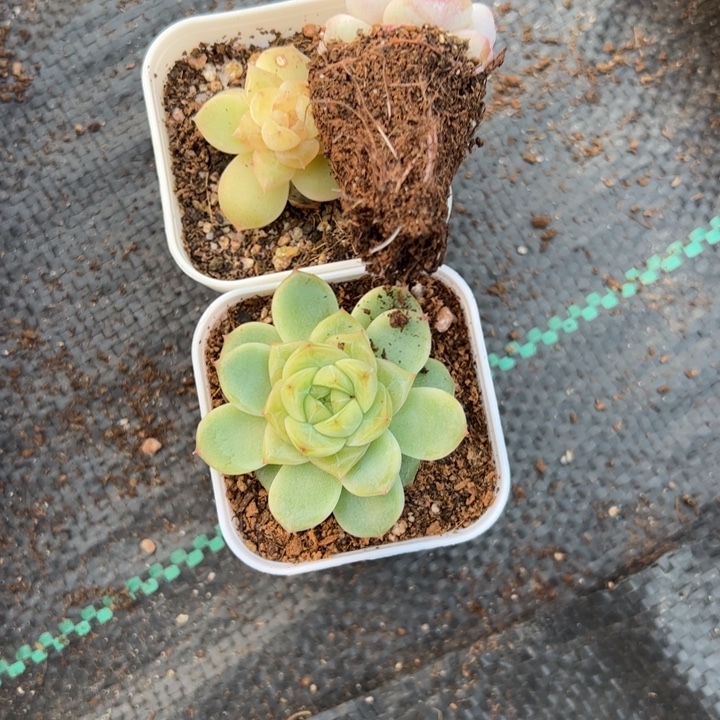 零***壹0808专拍链接啊啊啊啊