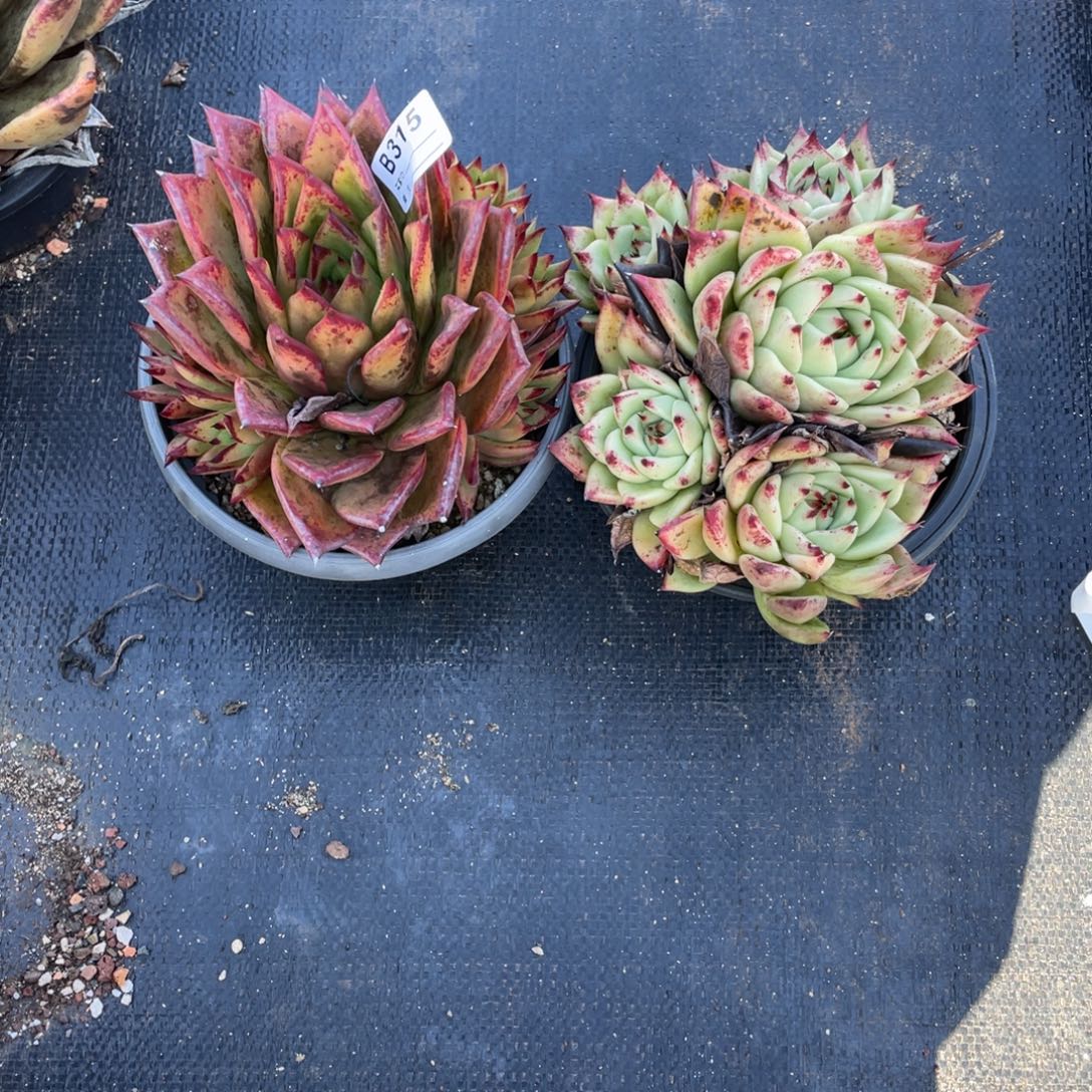 无花朵若如东云单拍B315